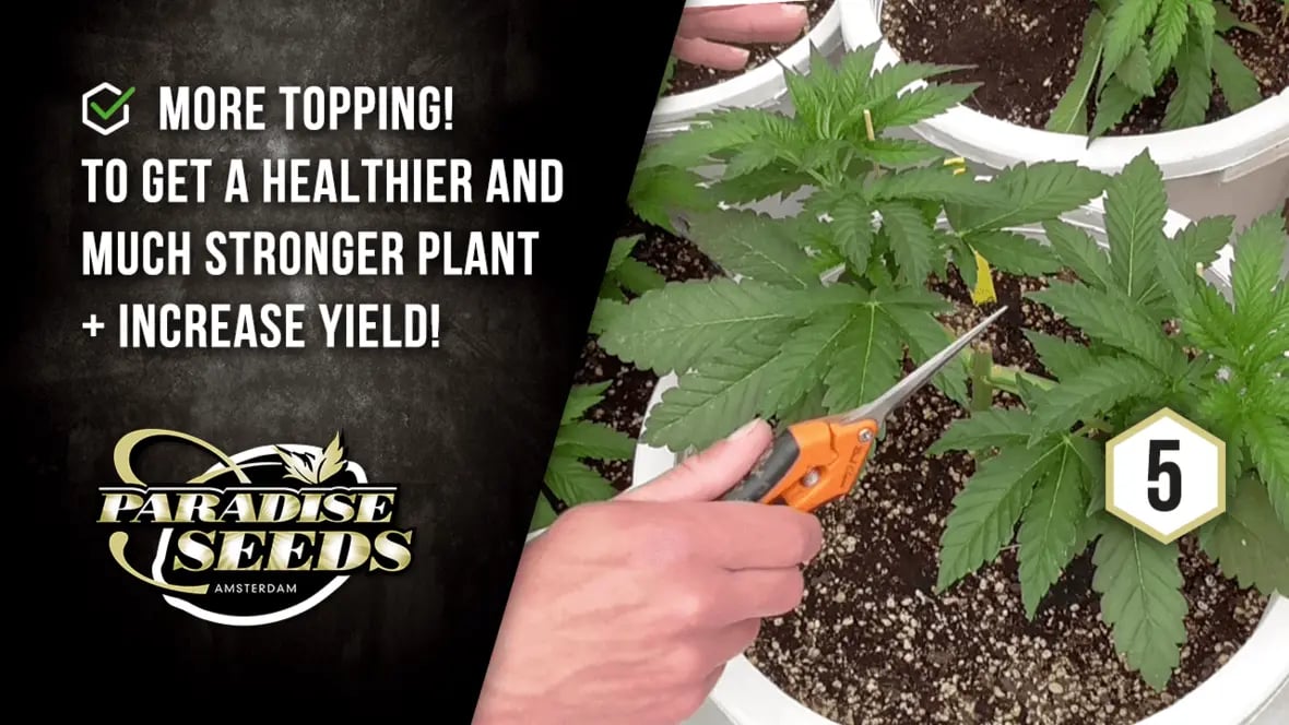 LST- und HST-Techniken für Cannabis