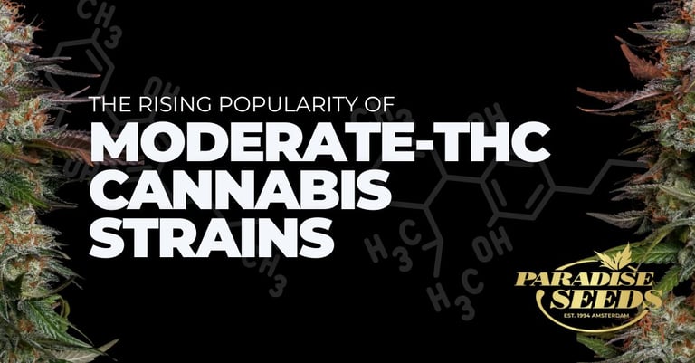 La popularité croissante des variétés de cannabis à teneur modérée en THC