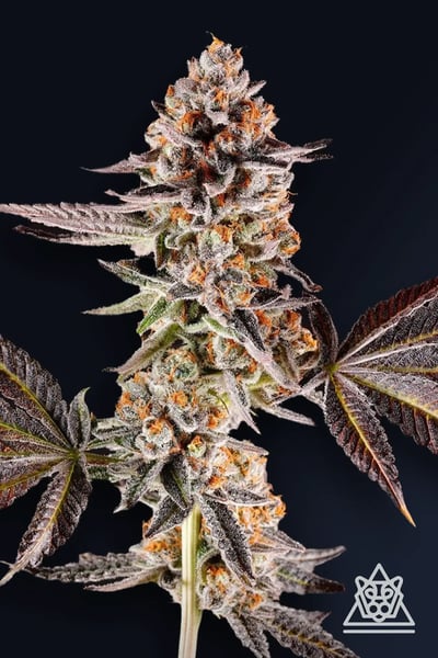 La Bomba cannabis strain photo with a black background