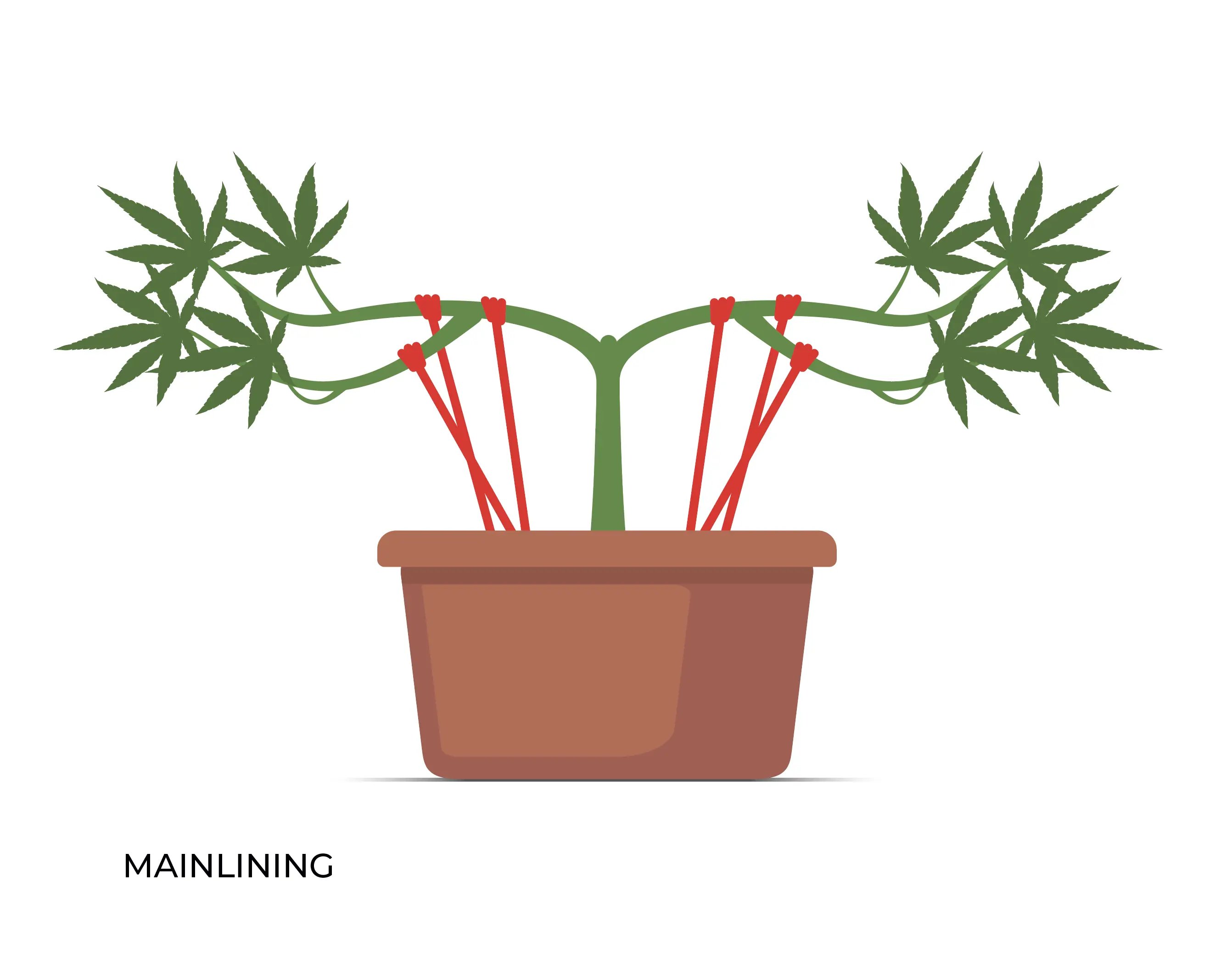 Mainlining von Cannabispflanzen Grafik