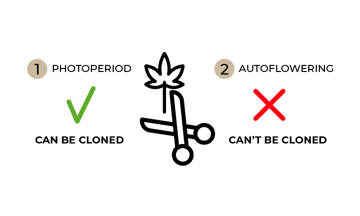 Photoperiod vs autoflower cannabis clone comparison.