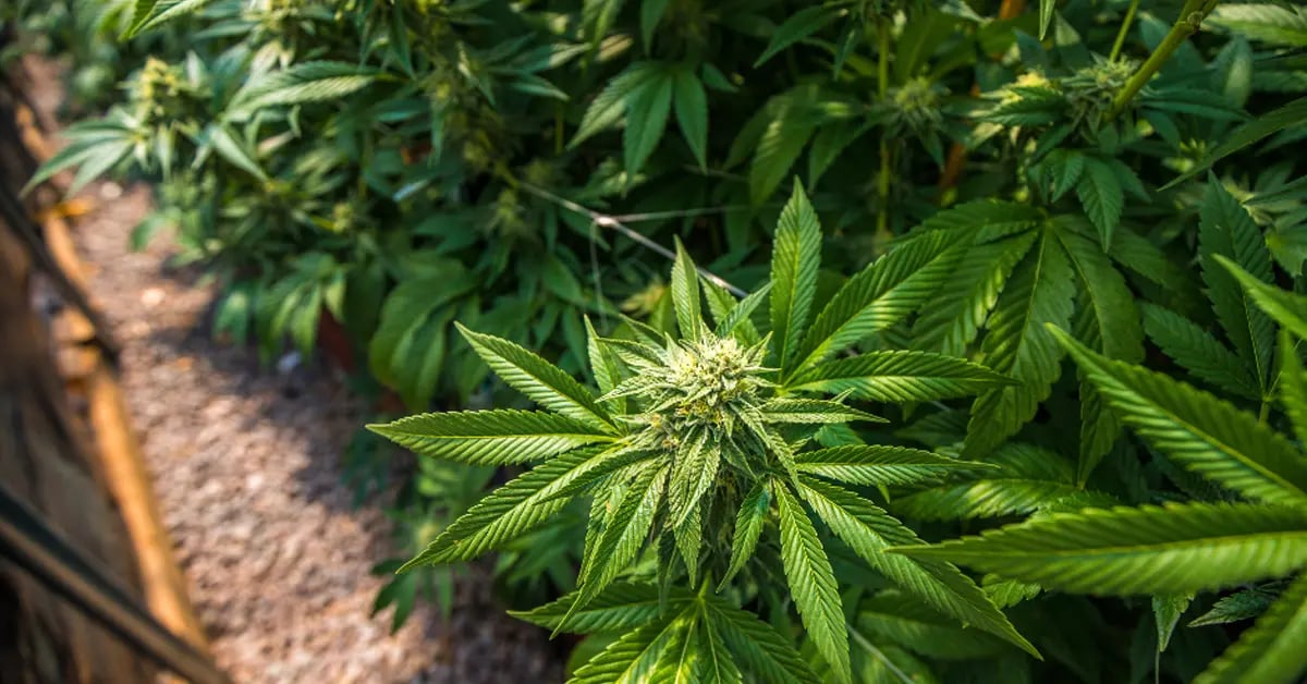 Small cannabis plant