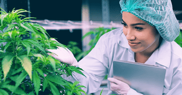 Investigación del THCV y el THCA en el cannabis