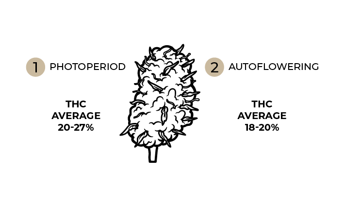 Photo vs auto THC level comparison.