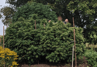 Outdoor cannabis seeds grow big trees.
