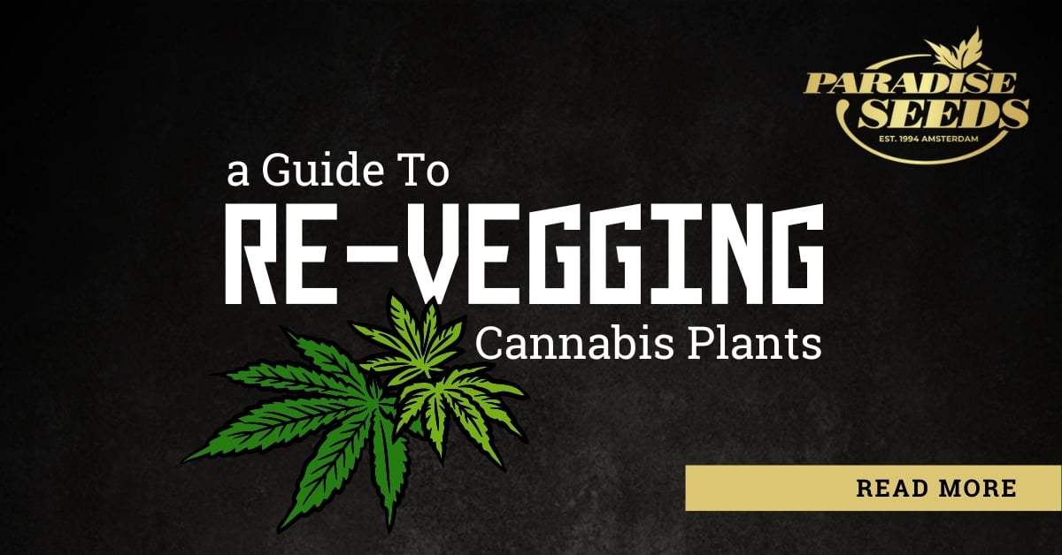 re-vegging cannabis plants guide