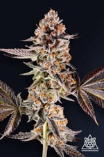 La Bomba cannabis strain photo with a black background