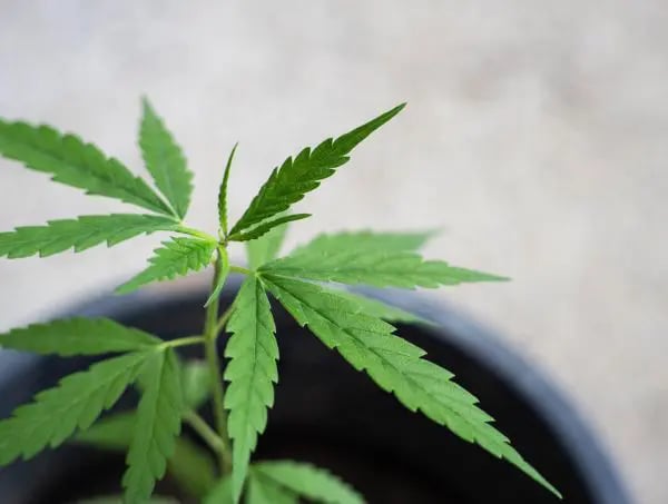 Phyllotaxie Mutatie bij Cannabis