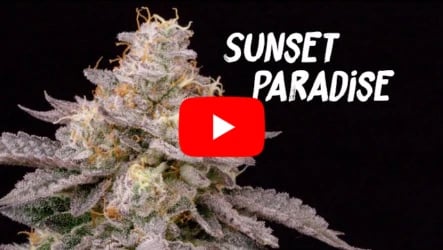 Sunset Paradise -Seed to Harvest by Homegrow TV