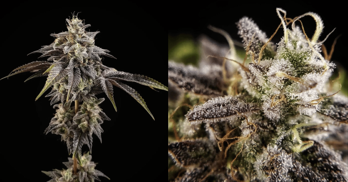 Das Erbe von Sensi Star