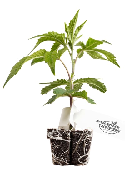 Tropicana Crush Stecklinge