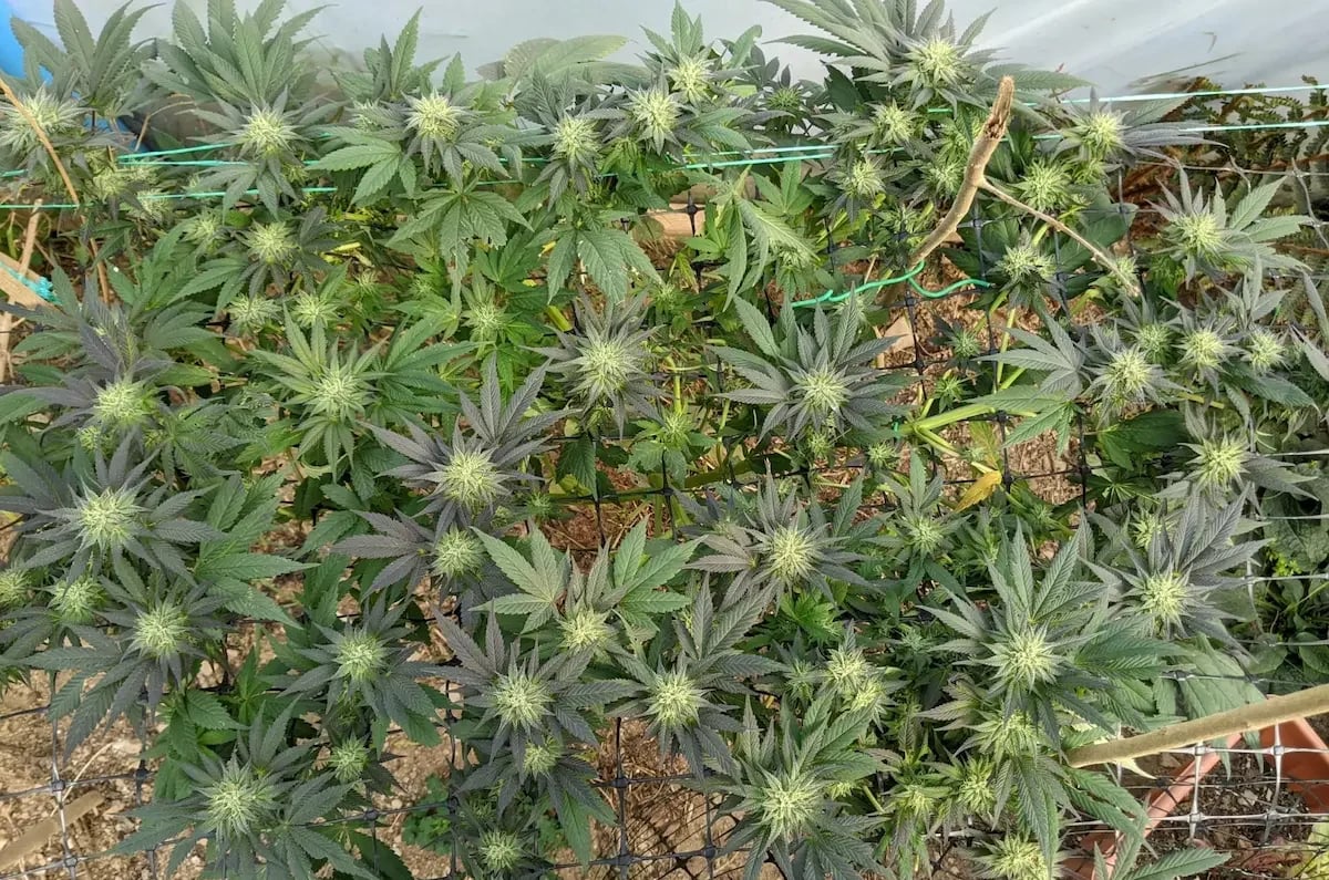 How to grow weed outdoors using SCROG