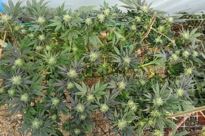 Come coltivare con metodo SCROG