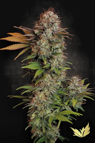 Nebula strain for indoor cannabis growing